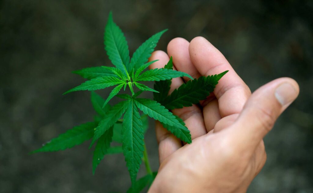 Medical Marijuana Grower License