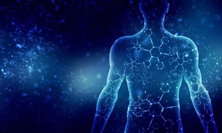 Endocannabinoid system regulates many vital body systems and functions