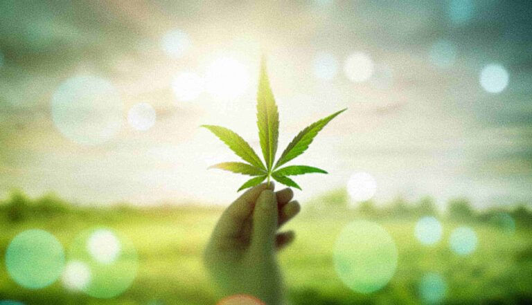 marijuana leaf with sunset