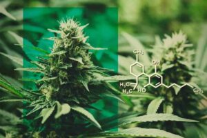 CBD-molecule-and-cannabis-flower