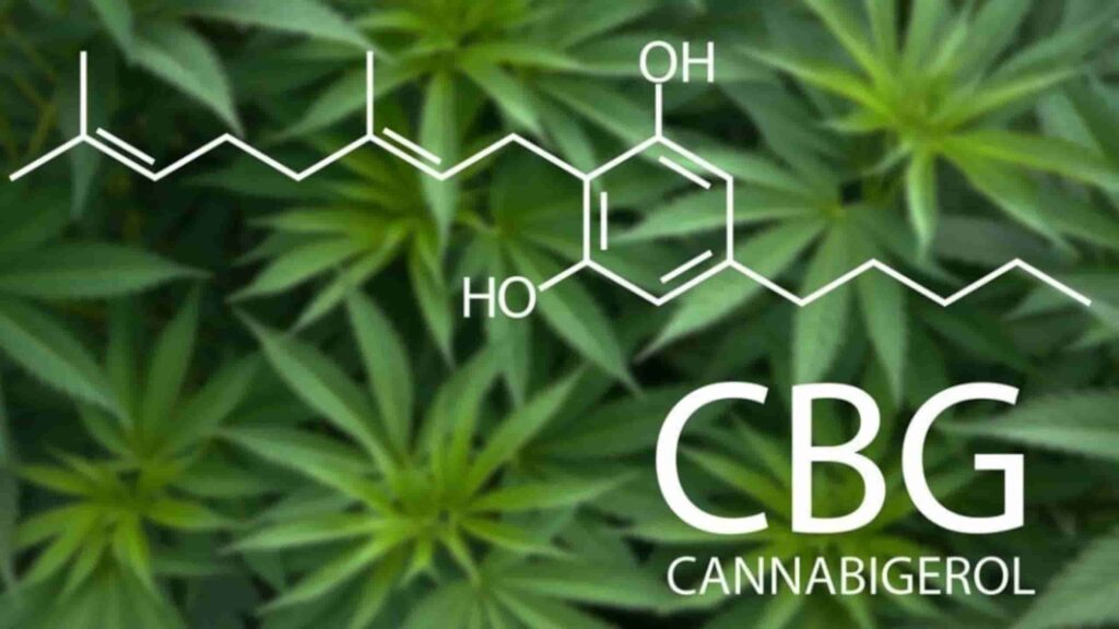 Cannabigerol-CBG-cannabinoid