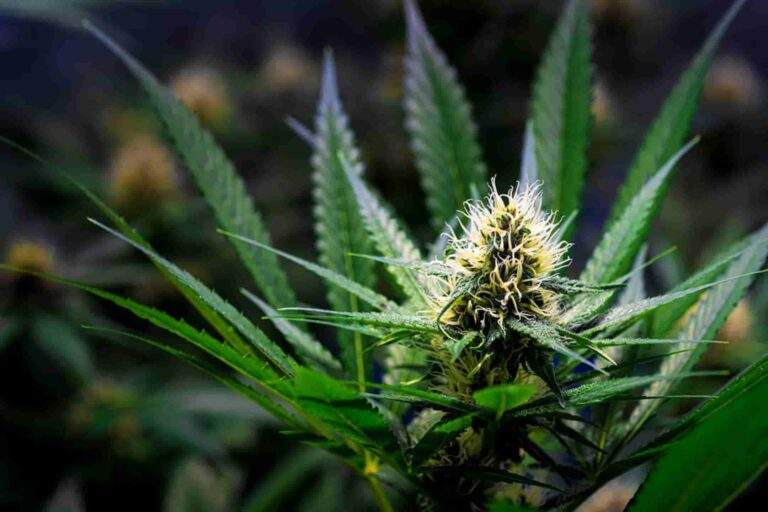 Marijuana-plant-with-flower