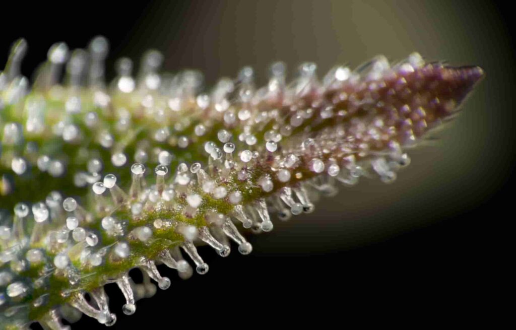 Cannabis Plant Anatomy