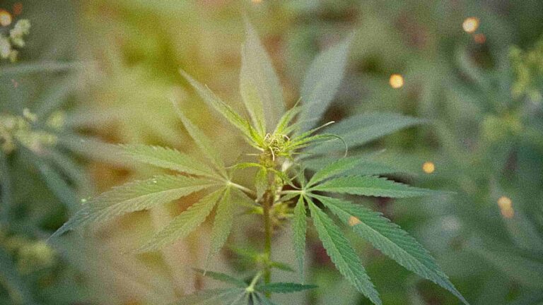 Cannabis Ruderalis: Unsung Hero of the Cannabis Family - Rethink-Rx