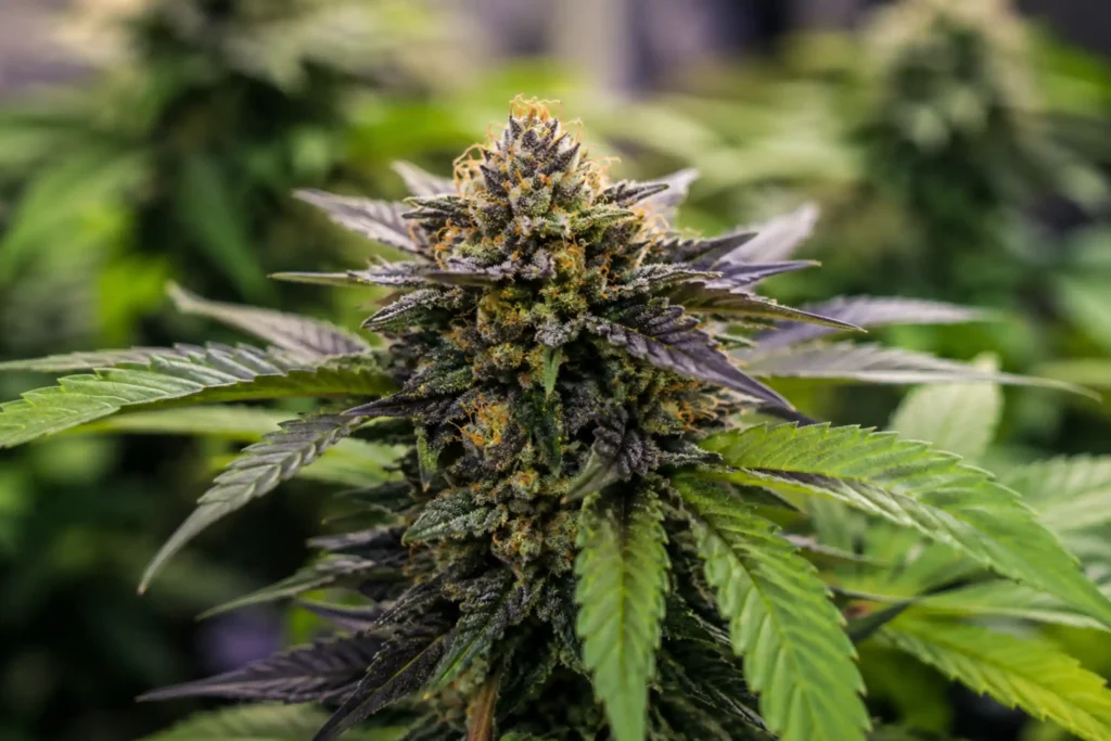 Close-up of a healthy hybrid cannabis plant with dense flowering buds, photographed in natural light for a medical cannabis educational article.